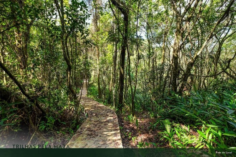 TRILHAS PELA MATA